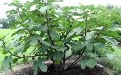 Chicago Cold Hardy Fig Tree - 1 Gallon Pot 4 Chicago Cold Hardy Fig Tree - 1 Gallon Pot -Garden Plant Shop Fig Chicago Cold Hardy 1 1