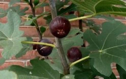 Chicago Cold Hardy Fig Tree - 1 Gallon Pot 3 Chicago Cold Hardy Fig Tree - 1 Gallon Pot -Garden Plant Shop Fig Chicago Cold Hardy 2