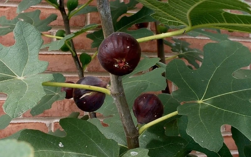 Chicago Cold Hardy Fig Tree - 1 Gallon Pot Chicago Cold Hardy Fig Tree - 1 Gallon Pot -Garden Plant Shop Fig Chicago Cold Hardy 2