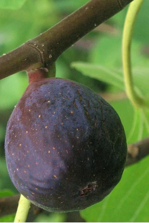 LSU Purple Fig Tree - 3 Gallon Pot LSU Purple Fig Tree - 3 Gallon Pot -Garden Plant Shop Fig LSU Purple 500x750 2