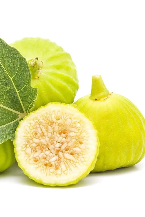 Italian Honey Fig Tree (Ficus carica 'Lattarula') - 1 Gallon Pot Italian Honey Fig Tree (Ficus Carica 'Lattarula') - 1 Gallon Pot -Garden Plant Shop Fig Lemon Italian Honey 2