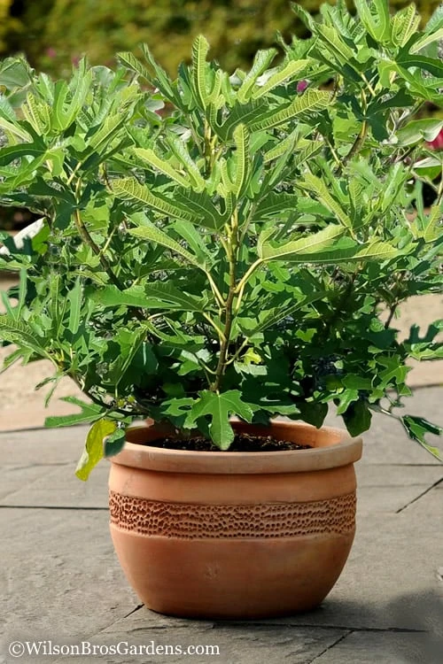Little Ruby Dwarf Fig Tree - 3 Gallon Pot Little Ruby Dwarf Fig Tree - 3 Gallon Pot -Garden Plant Shop Fig Little Miss Figgy 1