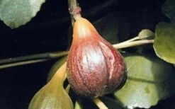 Magnolia Fig Tree - 1 Gallon Pot -Garden Plant Shop Fig Magnolia