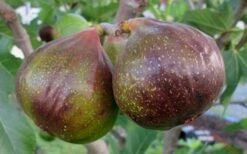 Olympian Cold Hardy Fig Tree - 2 Gallon Pot -Garden Plant Shop Fig Olympain 2