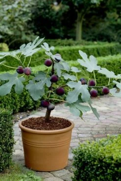 Texas Everbearing Fig Tree - 6 Pack Of 1 Gallon Pots 3 Texas Everbearing Fig Tree - 6 Pack Of 1 Gallon Pots -Garden Plant Shop Fig Texas Everbearing 13