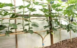 Texas Everbearing Fig Tree - 6 Pack Of 1 Gallon Pots 5 Texas Everbearing Fig Tree - 6 Pack Of 1 Gallon Pots -Garden Plant Shop Fig Texas Everbearing 6