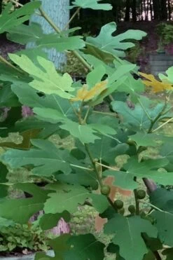 Texas Everbearing Fig Tree - 6 Pack Of 1 Gallon Pots 6 Texas Everbearing Fig Tree - 6 Pack Of 1 Gallon Pots -Garden Plant Shop Fig Texas Everbearing 7