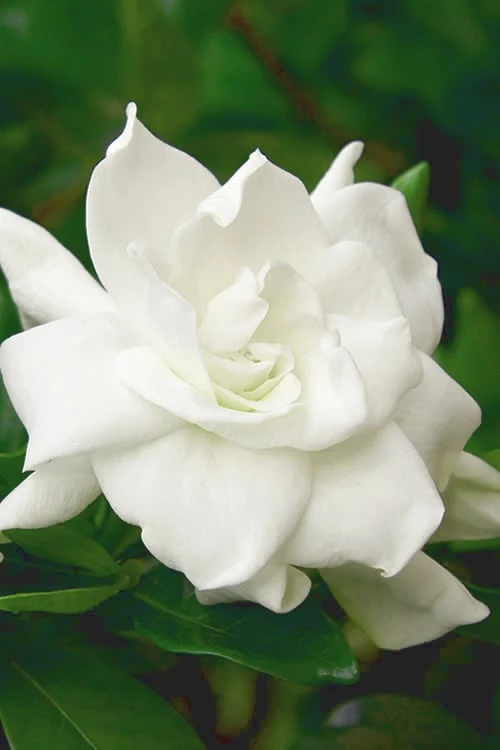 August Beauty Gardenia - 3 Gallon Pot August Beauty Gardenia - 3 Gallon Pot -Garden Plant Shop Gardenia August Beauty 5 500x750 4
