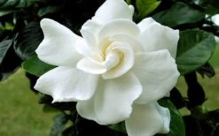 August Beauty Gardenia - 3 Gallon Pot 4 August Beauty Gardenia - 3 Gallon Pot -Garden Plant Shop Gardenia August Beauty Flower Closeup 3
