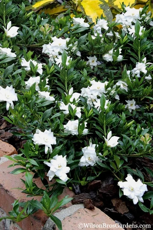 Radicans Creeping Dwarf Gardenia - 6 Pack of 1 Gallon Pots Radicans Creeping Dwarf Gardenia - 6 Pack Of 1 Gallon Pots -Garden Plant Shop Gardenia Creeping 22 1