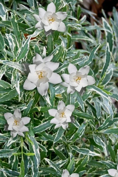 Variegated Creeping Dwarf Gardenia - 3 Gallon Pot Variegated Creeping Dwarf Gardenia - 3 Gallon Pot -Garden Plant Shop Gardenia Creeping Variegated Rev 500x750 1