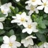 Hardy Fragrant Daisy Gardenia Bush - 3 Gallon Pot