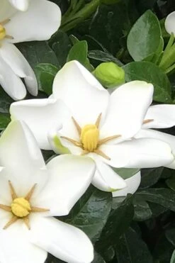 Hardy Fragrant Daisy Gardenia Bush - 1 Gallon Pot -Garden Plant Shop Gardenia Daisy 21 2