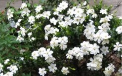 Hardy Fragrant Daisy Gardenia Bush - 3 Gallon Pot -Garden Plant Shop Gardenia Daisy Blooms 2 1