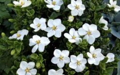 Hardy Fragrant Daisy Gardenia Bush - 1 Gallon Pot -Garden Plant Shop Gardenia Daisy Blooms 3