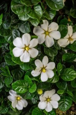 Diamond Spire Gardenia - 2 Gallon Pot -Garden Plant Shop Gardenia Diamond Spire 2 2