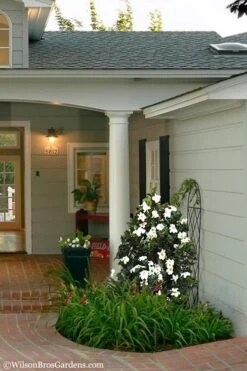 Diamond Spire Gardenia - 2 Gallon Pot -Garden Plant Shop Gardenia Diamond Spire 5 2