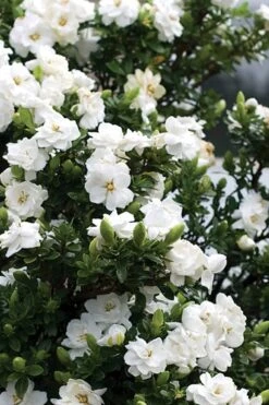 Double Mint Gardenia - 3 Gallon Pot 3 Double Mint Gardenia - 3 Gallon Pot -Garden Plant Shop Gardenia Double Mint 2 1