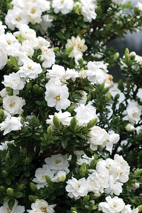 Double Mint Gardenia - 3 Gallon Pot Double Mint Gardenia - 3 Gallon Pot -Garden Plant Shop Gardenia Double Mint 2 1