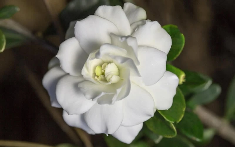 Double Mint Gardenia - 3 Gallon Pot Double Mint Gardenia - 3 Gallon Pot -Garden Plant Shop Gardenia Double Mint 6 1