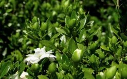 Double Mint Gardenia - 3 Gallon Pot 5 Double Mint Gardenia - 3 Gallon Pot -Garden Plant Shop Gardenia Double Mint 7 1