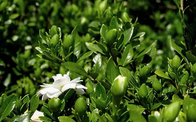 Double Mint Gardenia - 3 Gallon Pot Double Mint Gardenia - 3 Gallon Pot -Garden Plant Shop Gardenia Double Mint 7 1