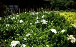 Double Mint Gardenia - 3 Gallon Pot 4 Double Mint Gardenia - 3 Gallon Pot -Garden Plant Shop Gardenia Double Mint 8 1
