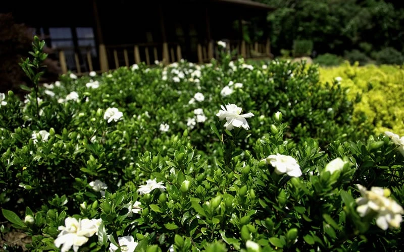 Double Mint Gardenia - 3 Gallon Pot Double Mint Gardenia - 3 Gallon Pot -Garden Plant Shop Gardenia Double Mint 8 1