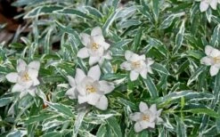 Variegated Creeping Dwarf Gardenia - 3 Gallon Pot 3 Variegated Creeping Dwarf Gardenia - 3 Gallon Pot -Garden Plant Shop Gardenia Dwarf Radicans Variegated 3