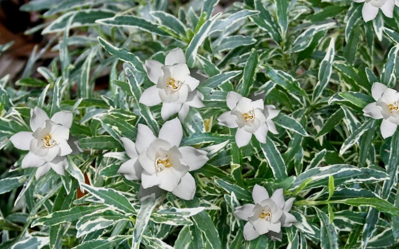 Variegated Creeping Dwarf Gardenia - 3 Gallon Pot Variegated Creeping Dwarf Gardenia - 3 Gallon Pot -Garden Plant Shop Gardenia Dwarf Radicans Variegated 3