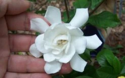 Fall In Love Cold Hardy Gardenia - 1 Gallon Pot 3 Fall In Love Cold Hardy Gardenia - 1 Gallon Pot -Garden Plant Shop Gardenia Fall In Love