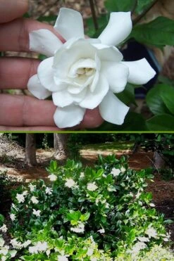 Fall In Love Cold Hardy Gardenia - 1 Gallon Pot 4 Fall In Love Cold Hardy Gardenia - 1 Gallon Pot -Garden Plant Shop Gardenia Fall In Love BS