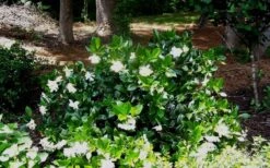 Fall In Love Cold Hardy Gardenia - 1 Gallon Pot 5 Fall In Love Cold Hardy Gardenia - 1 Gallon Pot -Garden Plant Shop Gardenia Fallin In Love Shrub