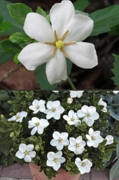 Hardy Fragrant Daisy Gardenia Bush - 2.5 Quart Pot -Garden Plant Shop Gardenia Hardy Daisy 500x750 4