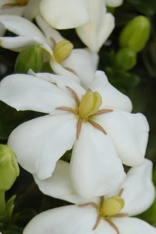 Heaven Scent Gardenia - 1 Gallon Pot Heaven Scent Gardenia - 1 Gallon Pot -Garden Plant Shop Gardenia Heaven Scent 15