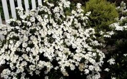 Heaven Scent Gardenia - 1 Gallon Pot 4 Heaven Scent Gardenia - 1 Gallon Pot -Garden Plant Shop Gardenia Heaven Scent 17