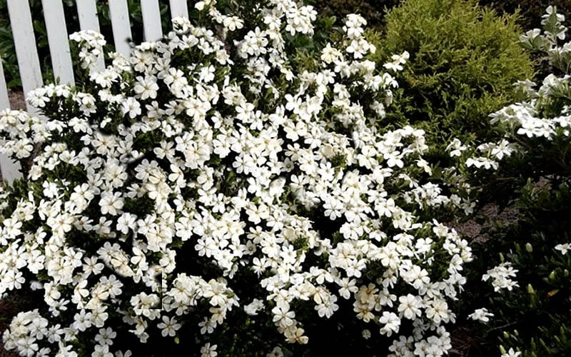 Heaven Scent Gardenia - 1 Gallon Pot Heaven Scent Gardenia - 1 Gallon Pot -Garden Plant Shop Gardenia Heaven Scent 17