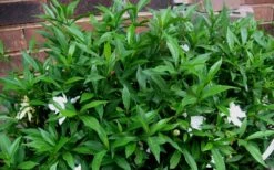 Radicans Creeping Dwarf Gardenia - 1 Gallon Pot -Garden Plant Shop Gardenia Radicans 53 2