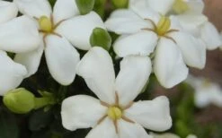 ScentAmazing Gardenia - 2 Gallon Pot -Garden Plant Shop Gardenia Scentamazing 20 1