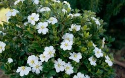 ScentAmazing Gardenia - 1 Gallon Pot -Garden Plant Shop Gardenia Scentamazing Shrub