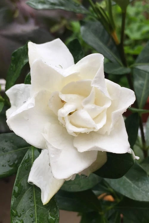 Sweet Tea Gardenia - 3 Gallon Pot Sweet Tea Gardenia - 3 Gallon Pot -Garden Plant Shop Gardenia Sweet Tea 3