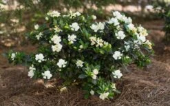 Sweet Tea Gardenia - 3 Gallon Pot 3 Sweet Tea Gardenia - 3 Gallon Pot -Garden Plant Shop Gardenia Sweet Tea 5