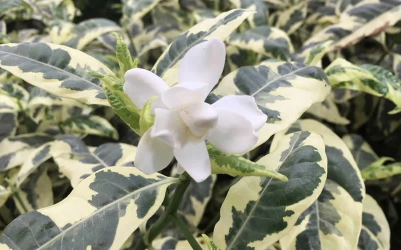 Variegated August Beauty Gardenia - 3 Gallon Pot Variegated August Beauty Gardenia - 3 Gallon Pot -Garden Plant Shop Gardenia Variegated 1