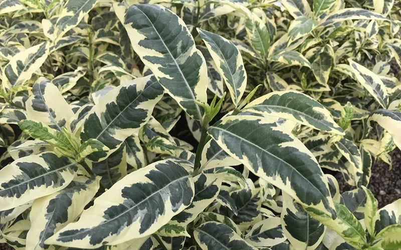 Variegated August Beauty Gardenia - 3 Gallon Pot Variegated August Beauty Gardenia - 3 Gallon Pot -Garden Plant Shop Gardenia Variegated 2