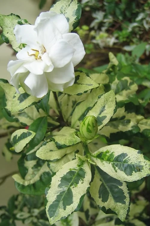 Variegated August Beauty Gardenia - 1 Gallon Pot Variegated August Beauty Gardenia - 1 Gallon Pot -Garden Plant Shop Gardenia Variegated BS 1