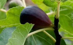 Black Mission Fig Tree - 3 Gallon Pot 4 Black Mission Fig Tree - 3 Gallon Pot -Garden Plant Shop Grape Black Mission 50 1