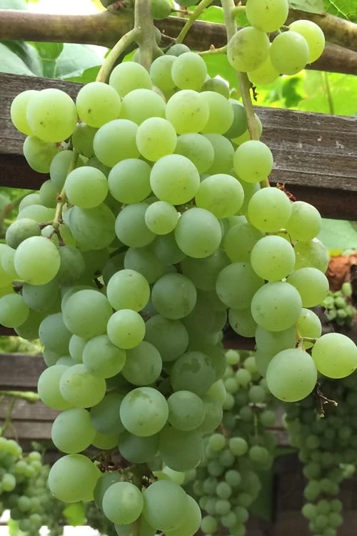 Himrod Seedless Grape Vine - 2 Gallon Pot Himrod Seedless Grape Vine - 2 Gallon Pot -Garden Plant Shop Grape Himrod 1