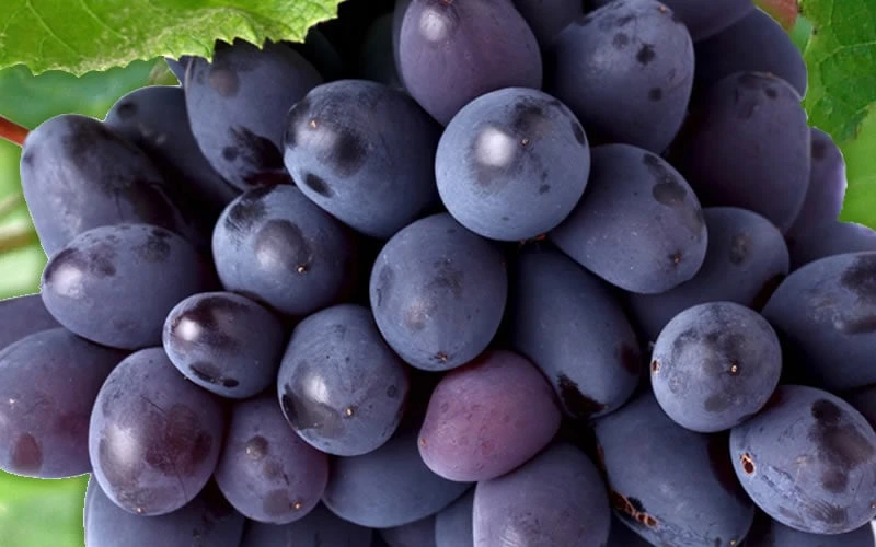Mars Seedless Grape - 2 Gallon Pot Mars Seedless Grape - 2 Gallon Pot -Garden Plant Shop Grape Mars Seedless 50 1