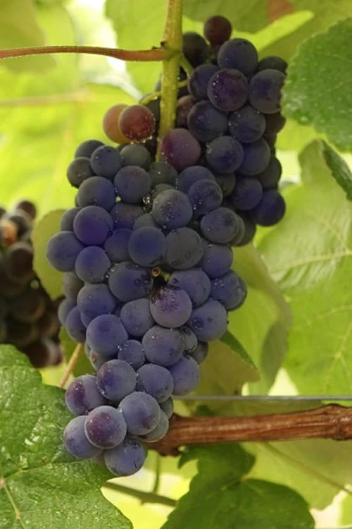 Mars Seedless Grape - 1 Gallon Pot Mars Seedless Grape - 1 Gallon Pot -Garden Plant Shop Grape Mars Seedless 500x750 1