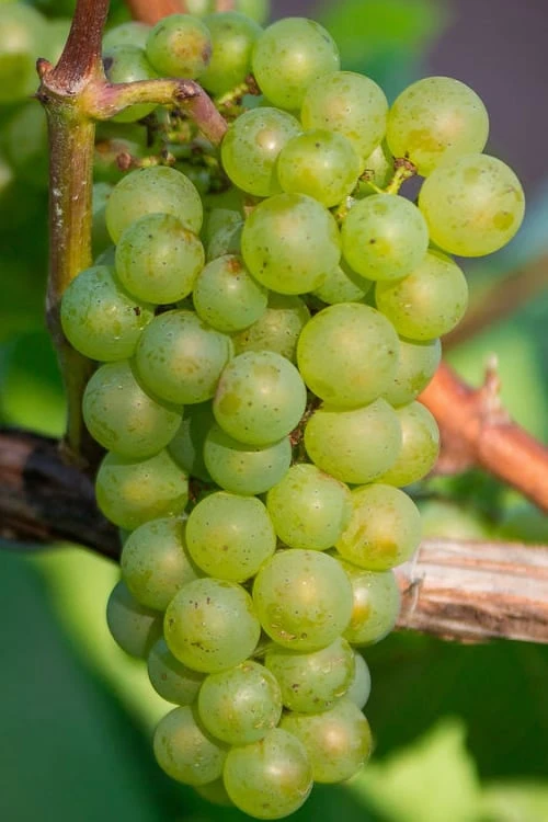 Niagara Seedless Grape Vine - 1 Gallon Pot Niagara Seedless Grape Vine - 1 Gallon Pot -Garden Plant Shop Grape Niagra 3